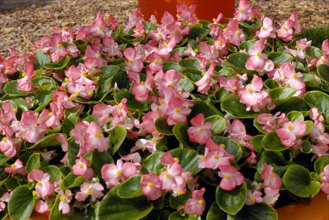 Photo de variété de fleurs à utiliser comme: Pot et Plante à massif Begonia Monza Appleblossom