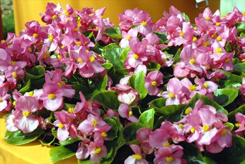 Photo de variété de fleurs à utiliser comme: Pot et Plante à massif Begonia Monza Rose