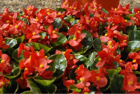 Photo de variété de fleurs à utiliser comme: Pot et Plante à massif Begonia Monza Scarlet