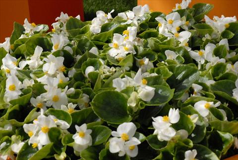 Photo de variété de fleurs à utiliser comme: Pot et Plante à massif Begonia Monza White