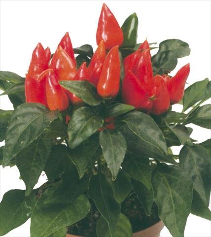 Photo de variété de fleurs à utiliser comme: Pot et Plante à massif Capsicum annuum Maya Mambo