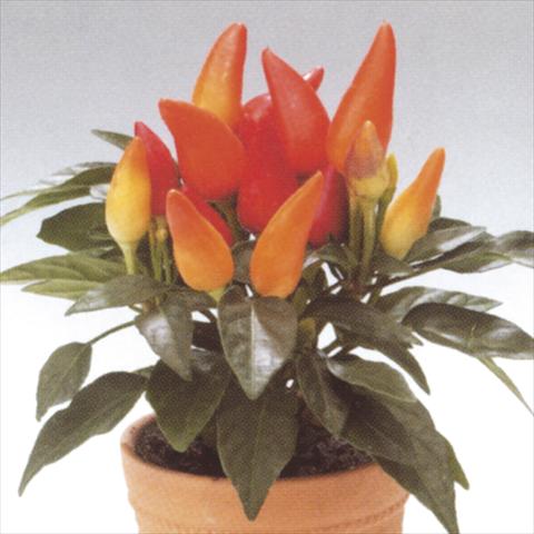 Photo de variété de fleurs à utiliser comme: Pot et Plante à massif Capsicum annuum Salsa Red-Yellow
