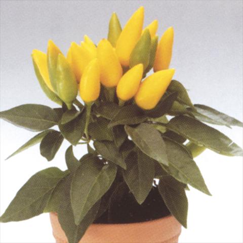 Photo de variété de fleurs à utiliser comme: Pot et Plante à massif Capsicum annuum Salsa Yellow