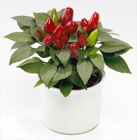 Photo de variété de fleurs à utiliser comme: Pot et Plante à massif Capsicum annuum Tango Red