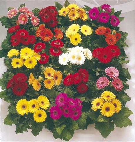 Photo de variété de fleurs à utiliser comme: Pot et Plante à massif Gerbera jamesonii Royal Premium Mixture