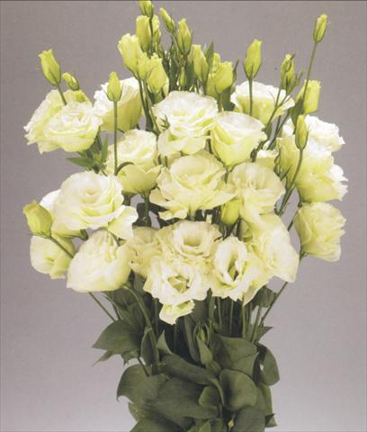 Photo de variété de fleurs à utiliser comme: Fleur coupée Lisianthus (Eustoma grandiflorum) Advantage Green