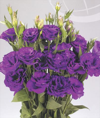 Photo de variété de fleurs à utiliser comme: Fleur coupée Lisianthus (Eustoma grandiflorum) Advantage Purple