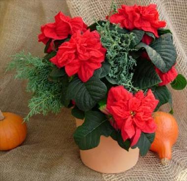 Photo de variété de fleurs à utiliser comme: Suspension / pot Poinsettia - Euphorbia pulcherrima Winter Rose Early Red