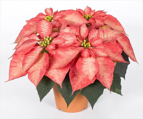 Photo de variété de fleurs à utiliser comme: Pot Poinsettia - Euphorbia pulcherrima RED FOX Premium Ice Crystal