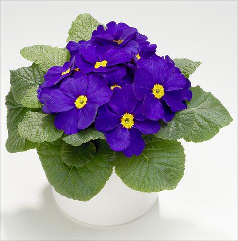 Photo de variété de fleurs à utiliser comme: Pot et Plante à massif Primula acaulis, veris, vulgaris Mega Blue