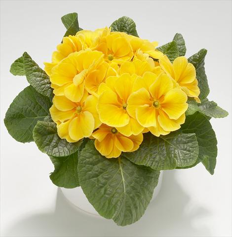 Photo de variété de fleurs à utiliser comme: Pot et Plante à massif Primula acaulis, veris, vulgaris Mega Golden Yellow