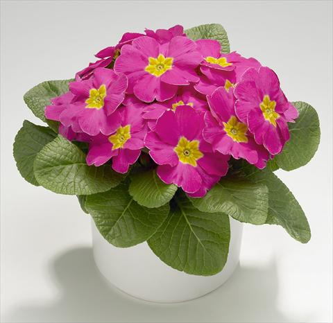 Photo de variété de fleurs à utiliser comme: Pot et Plante à massif Primula acaulis, veris, vulgaris Mega Rose