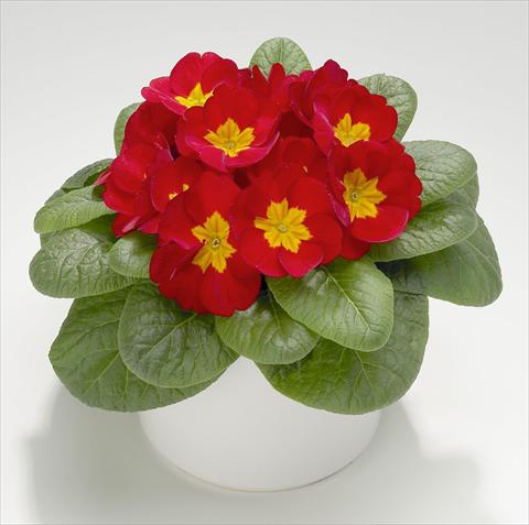 Photo de variété de fleurs à utiliser comme: Pot et Plante à massif Primula acaulis, veris, vulgaris Mega Scarlet