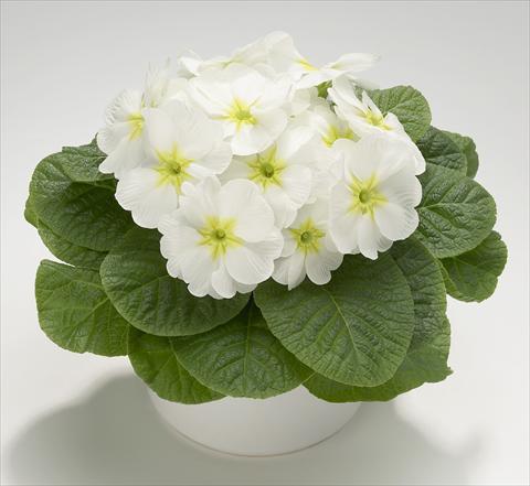 Photo de variété de fleurs à utiliser comme: Pot et Plante à massif Primula acaulis, veris, vulgaris Mega White with Green Eye