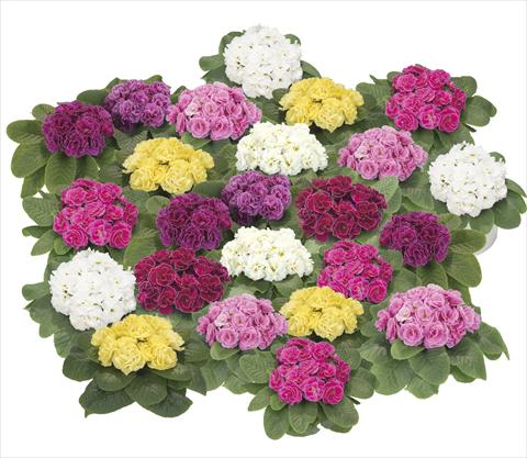 Photo de variété de fleurs à utiliser comme: Pot et Plante à massif Primula acaulis, veris, vulgaris Paloma Mix