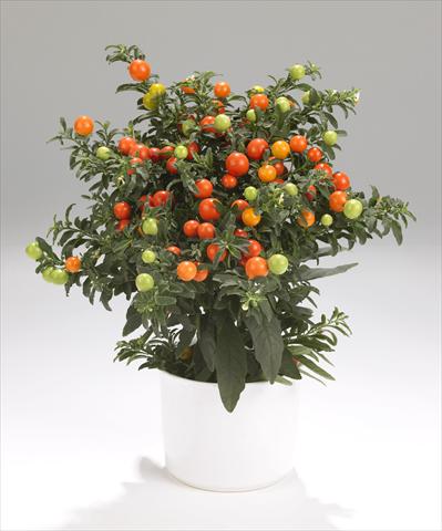 Photo de variété de fleurs à utiliser comme: Pot et Plante à massif Solanum pseudocapsicum Thurino Light