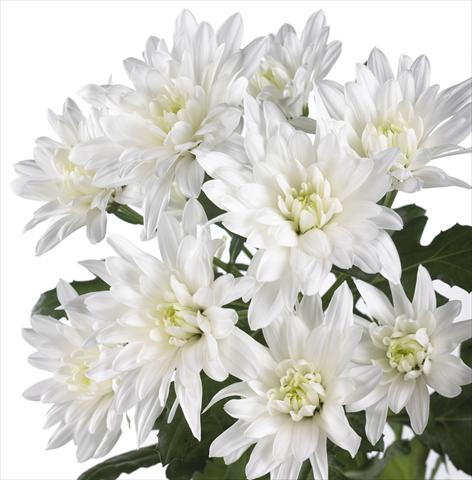 Photo de variété de fleurs à utiliser comme: Pot et Plante à massif Chrysanthemum Sella