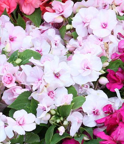 Photo de variété de fleurs à utiliser comme: Pot, Plante à massif, patio, Suspension Impatiens walleriana Athena Appleblossom