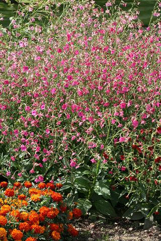 Photo de variété de fleurs à utiliser comme: Pot, Plante à massif, patio Nicotiana Whisper Deep Pink