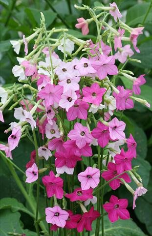 Photo de variété de fleurs à utiliser comme: Pot, Plante à massif, patio Nicotiana Whisper Mixed