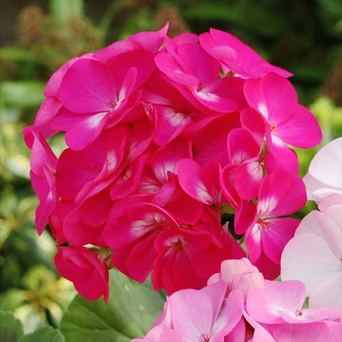 Photo de variété de fleurs à utiliser comme: Pot, Plante à massif, patio Pelargonium zonale Dancer Deep Rose