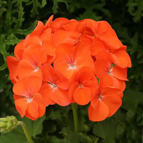 Photo de variété de fleurs à utiliser comme: Pot, Plante à massif, patio Pelargonium zonale Dancer Orange