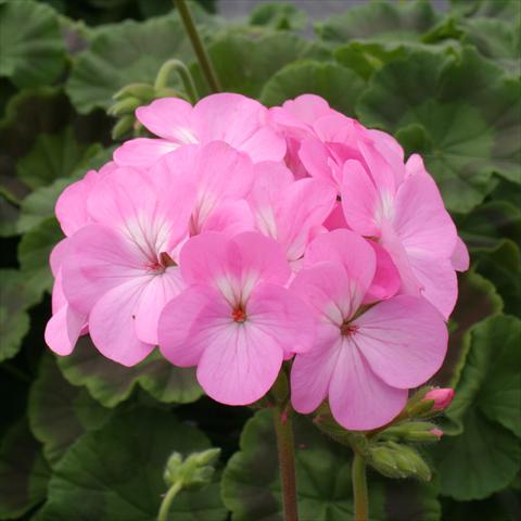 Photo de variété de fleurs à utiliser comme: Pot, Plante à massif, patio Pelargonium zonale Dancer Pink