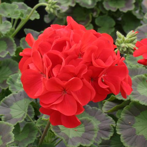 Photo de variété de fleurs à utiliser comme: Pot, Plante à massif, patio Pelargonium zonale Dancer Red