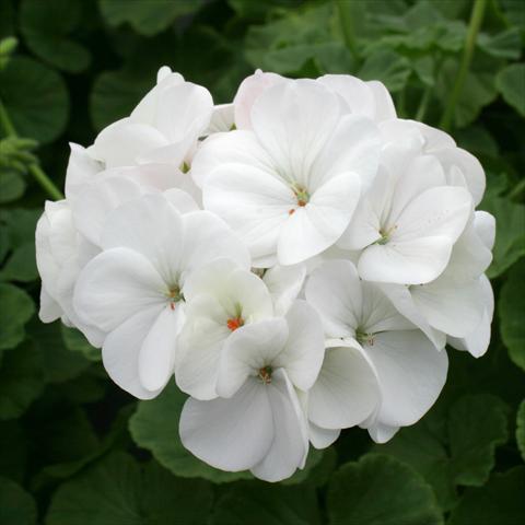 Photo de variété de fleurs à utiliser comme: Pot, Plante à massif, patio Pelargonium zonale Dancer White