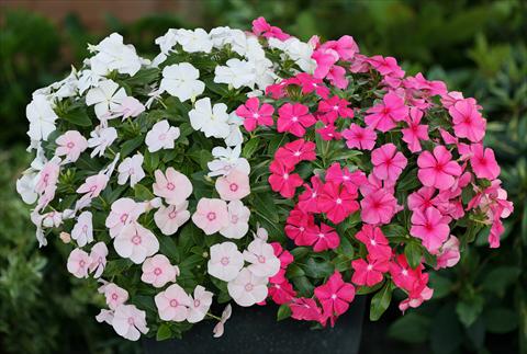 Photo de variété de fleurs à utiliser comme: Pot, Plante à massif, patio, Suspension Catharanthus roseus - Vinca Boa Mixed