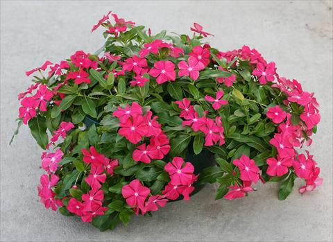 Photo de variété de fleurs à utiliser comme: Pot, Plante à massif, patio, Suspension Catharanthus roseus - Vinca Boa Red with Eye