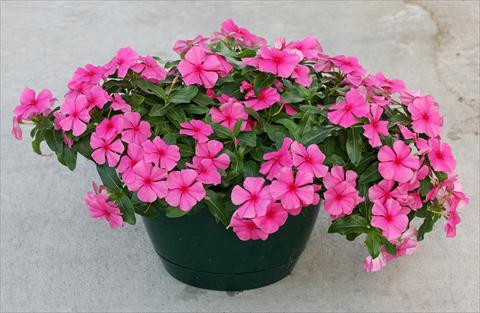 Photo de variété de fleurs à utiliser comme: Pot, Plante à massif, patio, Suspension Catharanthus roseus - Vinca Boa Rose