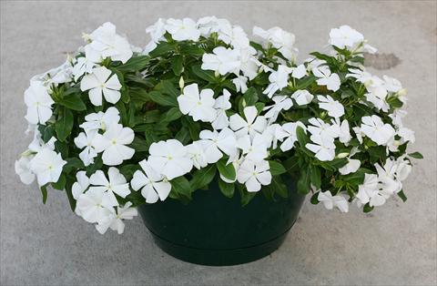 Photo de variété de fleurs à utiliser comme: Pot, Plante à massif, patio, Suspension Catharanthus roseus - Vinca Boa White