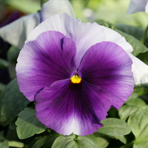 Photo de variété de fleurs à utiliser comme: Pot et Plante à massif Viola wittrockiana Sense Beaconsfield