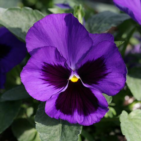 Photo de variété de fleurs à utiliser comme: Pot et Plante à massif Viola wittrockiana Sense Blue Blotch