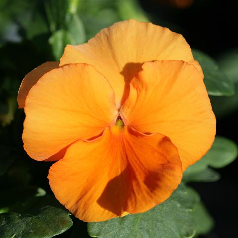 Photo de variété de fleurs à utiliser comme: Pot et Plante à massif Viola wittrockiana Sense Clear Orange