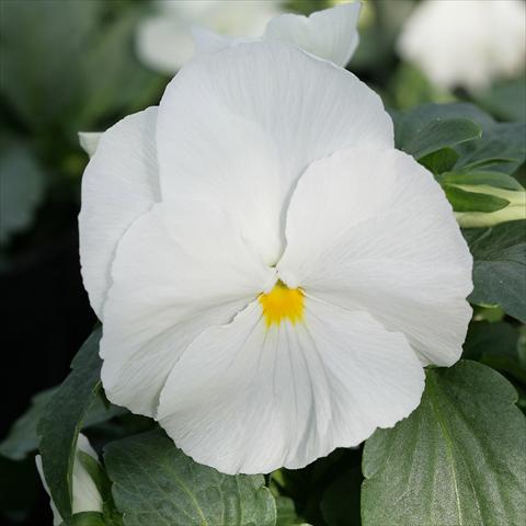 Photo de variété de fleurs à utiliser comme: Pot et Plante à massif Viola wittrockiana Sense Clear White