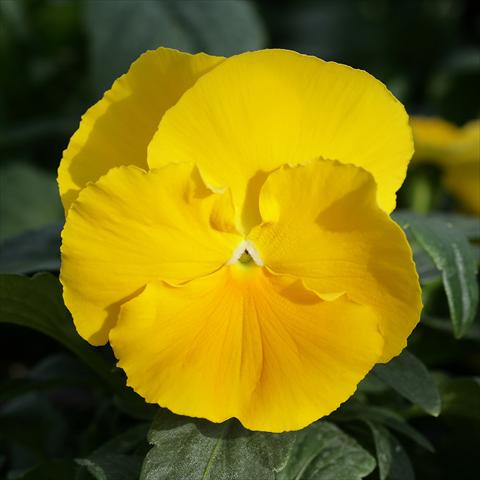 Photo de variété de fleurs à utiliser comme: Pot et Plante à massif Viola wittrockiana Sense Clear Yellow