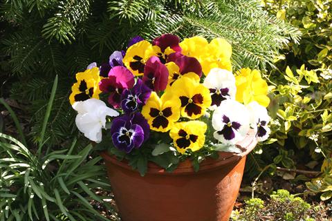 Photo de variété de fleurs à utiliser comme: Pot et Plante à massif Viola wittrockiana Sense Mixed
