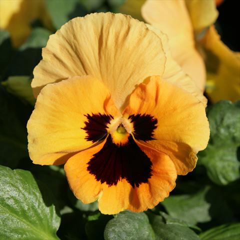 Photo de variété de fleurs à utiliser comme: Pot et Plante à massif Viola wittrockiana Sense Orange Blotch