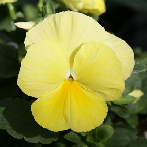 Photo de variété de fleurs à utiliser comme: Pot et Plante à massif Viola wittrockiana Sense Primrose