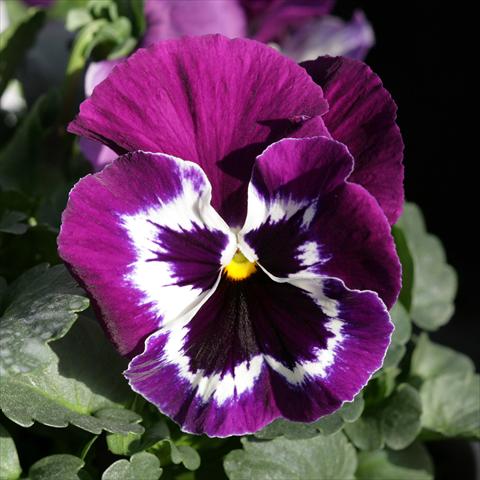 Photo de variété de fleurs à utiliser comme: Pot et Plante à massif Viola wittrockiana Sense Purple White Bicolour