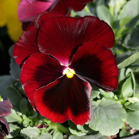 Photo de variété de fleurs à utiliser comme: Pot et Plante à massif Viola wittrockiana Sense Red Blotch