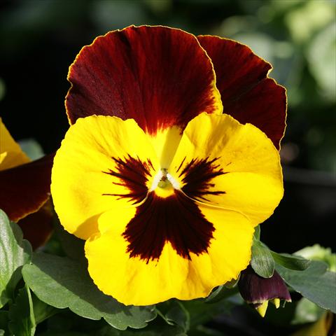 Photo de variété de fleurs à utiliser comme: Pot et Plante à massif Viola wittrockiana Sense Redwing