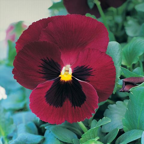 Photo de variété de fleurs à utiliser comme: Pot et Plante à massif Viola wittrockiana Sense Rose Blotch