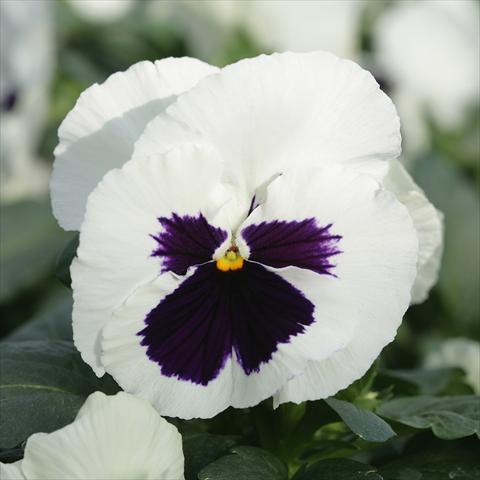 Photo de variété de fleurs à utiliser comme: Pot et Plante à massif Viola wittrockiana Sense White Blotch