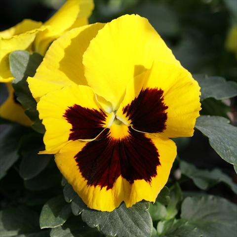 Photo de variété de fleurs à utiliser comme: Pot et Plante à massif Viola wittrockiana Sense Yellow Blotch