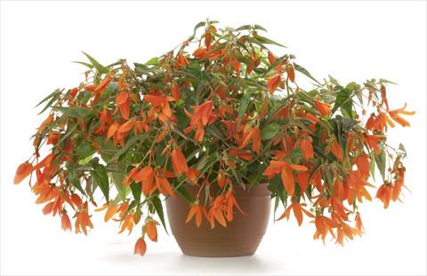 Photo de variété de fleurs à utiliser comme: Pot, patio, Suspension Begonia Waterfall Encanto Orange