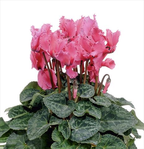 Photo de variété de fleurs à utiliser comme: Pot, Plante à massif, patio Cyclamen persicum Prince F1 Deep Rose