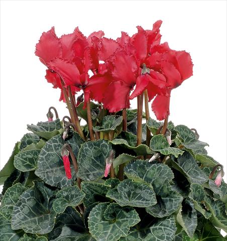 Photo de variété de fleurs à utiliser comme: Pot, Plante à massif, patio Cyclamen persicum Prince F1 Salmon Red